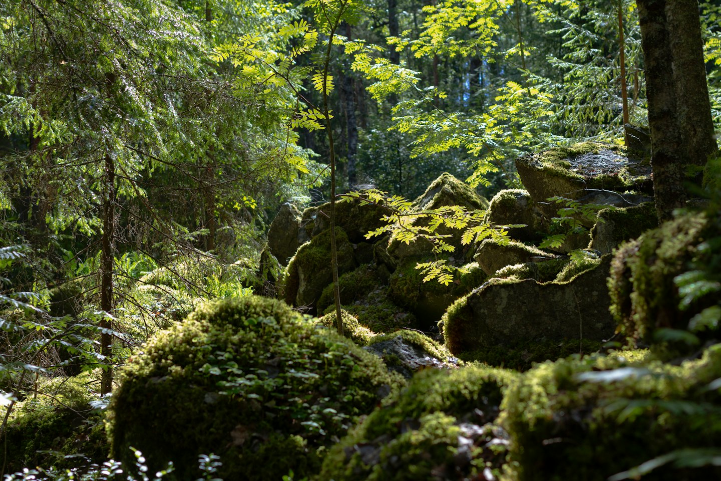 Sunlight dapples through dense forest foliage onto mossy rocks.