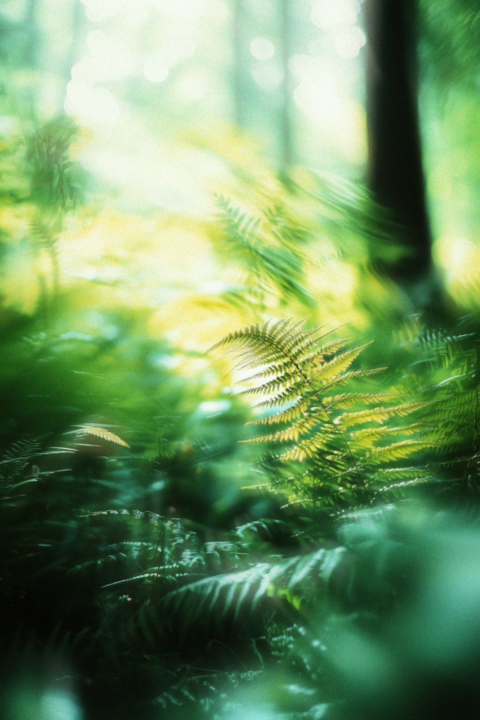 Green fern fronds in a sunlit forest setting.